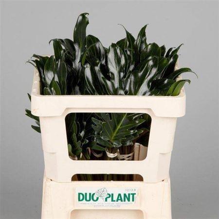 Philodendron 'Xanadu'