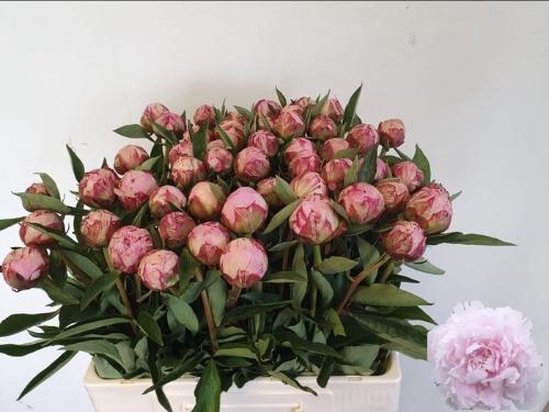 Paeonia Lactiflora Grp 'Sarah Bernhardt'
