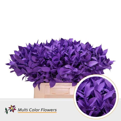 Ruscus kleurbehandeld H%