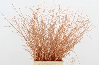Betula per bos kleurbehandeld