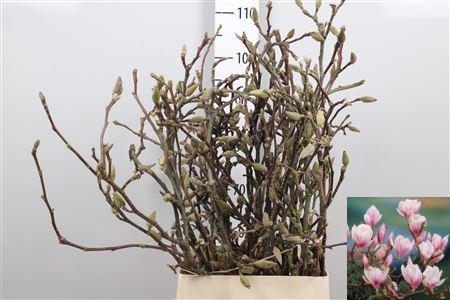 Magnolia grandiflora