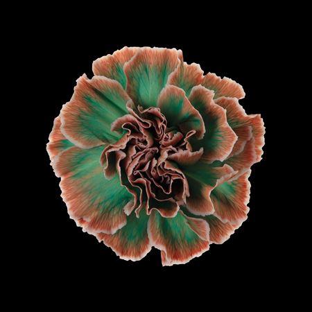 Dianthus standaard kleurbehandeld H%