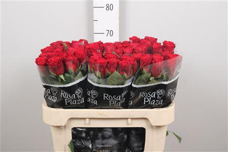 Rosa grootbloemig Red Ribbon