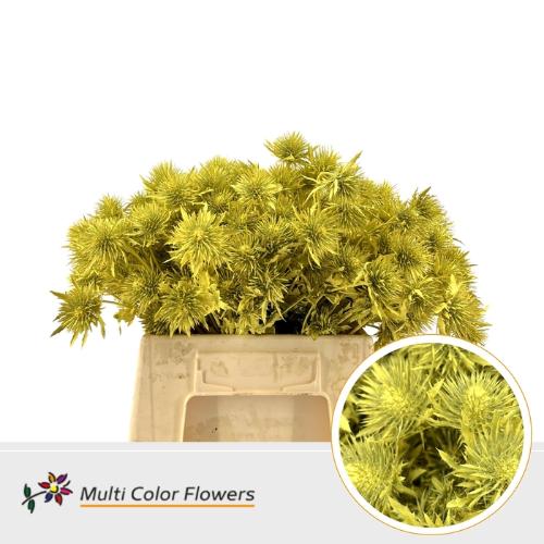 Eryngium alpinum kleurbehandeld H%