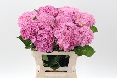 Hydrangea macrophylla 'Bodensee' (roze)