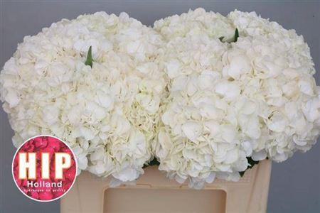 Hydrangea macrophylla 'Cannonball'