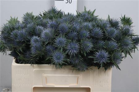 Eryngium planum Magnetar Questar