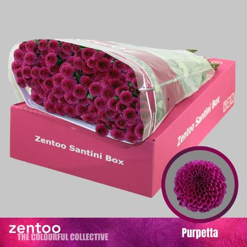 Chrysanthemum (Indicum Grp) tros santini AAA Purpetta