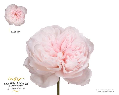 Rosa grootbloemig overig