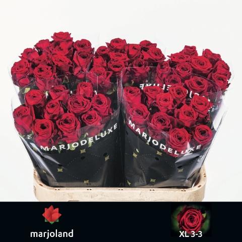 Rosa grootbloemig Red Naomi!