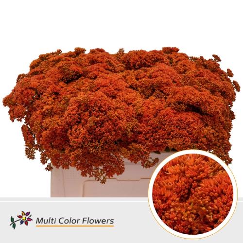 Sedum kleurbehandeld H%