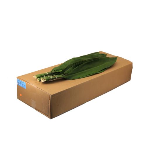 Cordyline fruticosa Green Tie