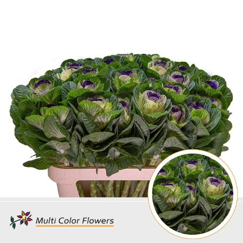 Brassica oleracea kleurbehandeld H%