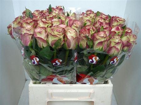 Rosa grootbloemig Upper Secret