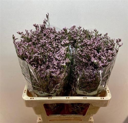 Limonium Florida Pink