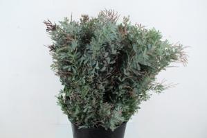 Acacia baileyana bloeiend per bos 'Purpurea'