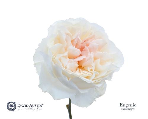 Rosa grootbloemig David Austin Eugenie