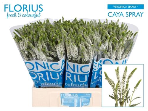 Veronica 'Caya'