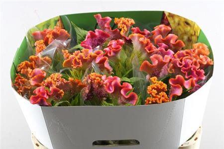 Celosia argentea (Cristata Grp) 'Unlimited Rose'