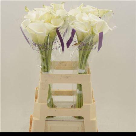 Zantedeschia White Art