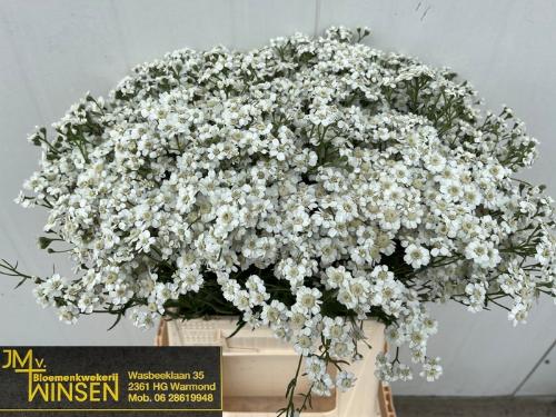 Achillea ptarmica 'The Pearl'