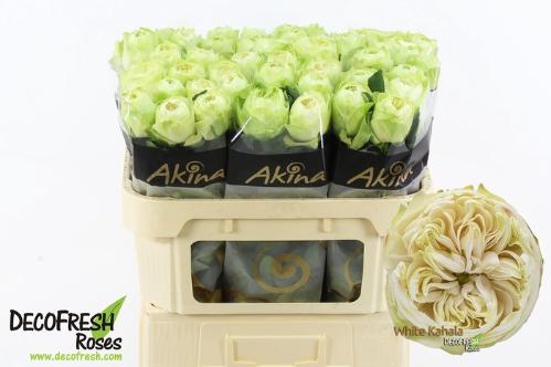 Rosa grootbloemig White Kahala-Bb