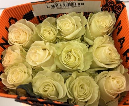 Rosa grootbloemig Mondial