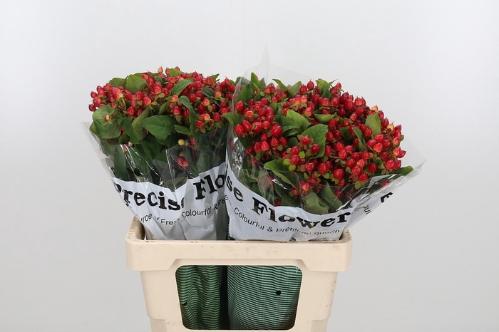 Hypericum inodorum Magical Triumph