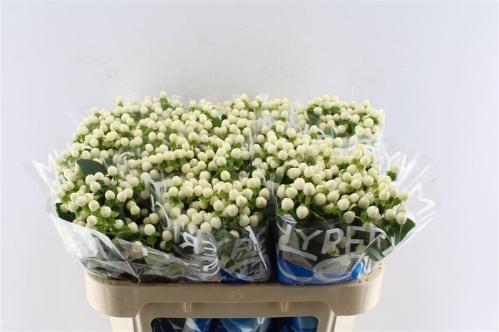 Hypericum Coco Uno
