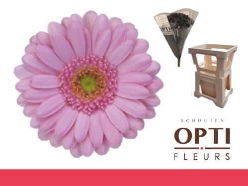 Gerbera mini 'Kimsey'