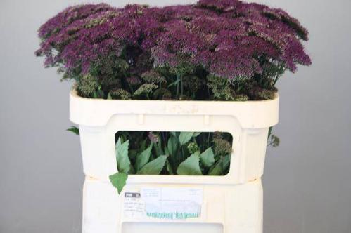 Trachelium caeruleum Purple Lake Michigan