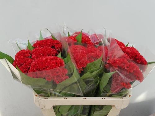 Celosia argentea (Cristata Grp) Smashing