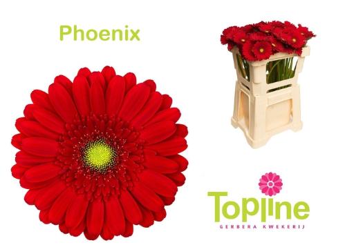 Gerbera mini Phoenix