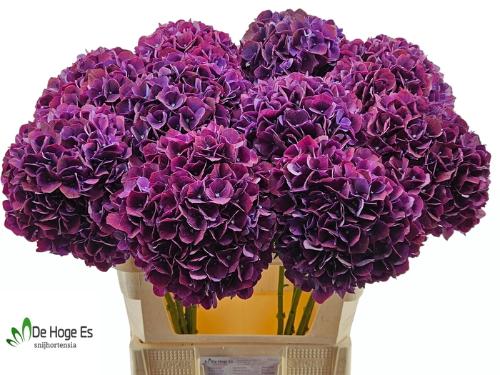 Hydrangea macrophylla Magical Rubyred (paars)