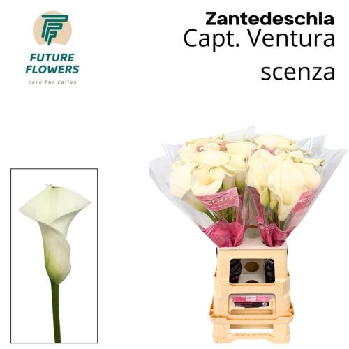 Zantedeschia 'Captain Ventura'