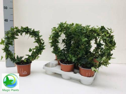 Hedera helix 'Shamrock'