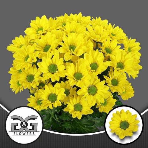 Chrysanthemum( Indicum Grp) tros Copa