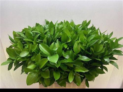 Ruscus hypophyllum (groot blad)