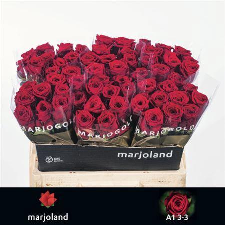 Rosa grootbloemig Red Naomi!