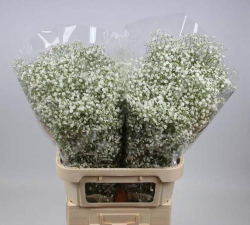 Gypsophila paniculata Xlence