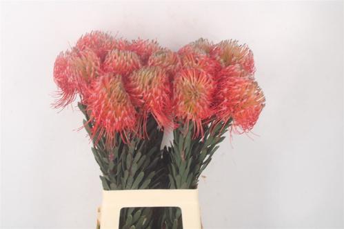 Leucospermum nutans 'Ito'