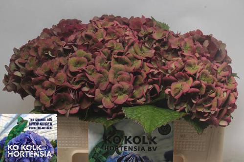 Hydrangea macrophylla 'Mon Amour' (classic)