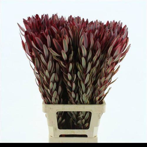 Leucadendron 'Jester'