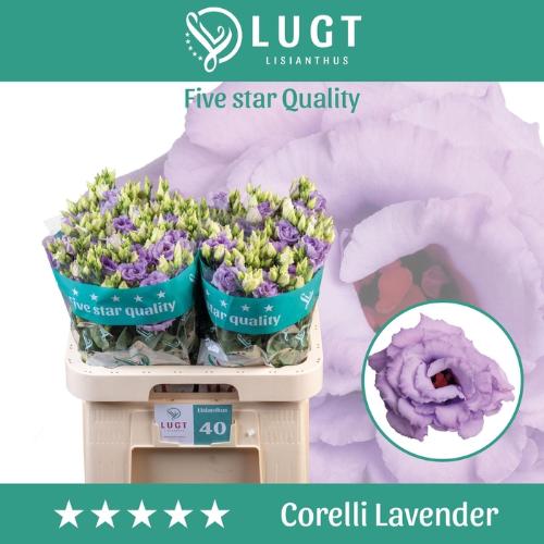 Eustoma russellianum gevuldbloemig 'Corelli Lavender'