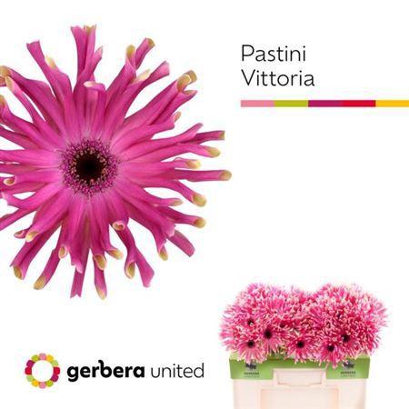 Gerbera grootbloemig krulvormig Pastini Vittoria