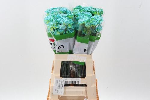 Dianthus standaard kleurbehandeld H%