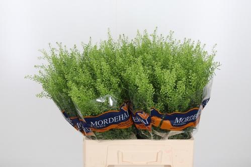 Thlaspi Green Bell