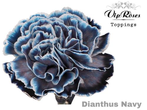 Dianthus standaard kleurbehandeld H%