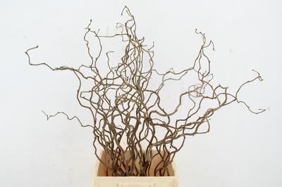 Corylus avellana 'Contorta'