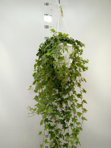 Hedera helix 'Pittsburgh'